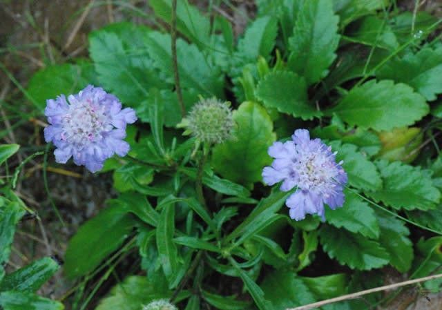 キク科の頭状花に似た花をつけるマツムシソウ 井伊影男の植物観察