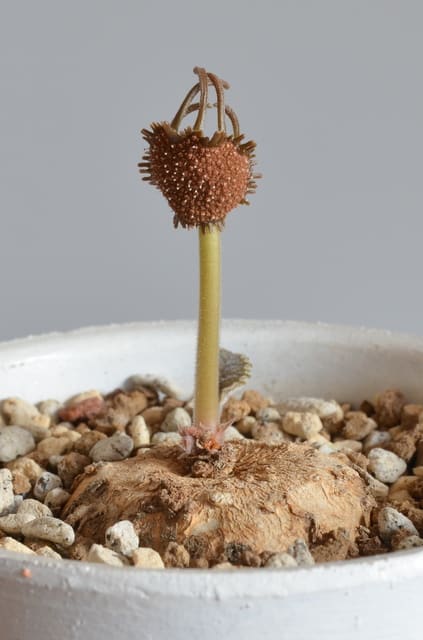 ドルステニア エレンベッキアナ5 - 植物/観葉植物