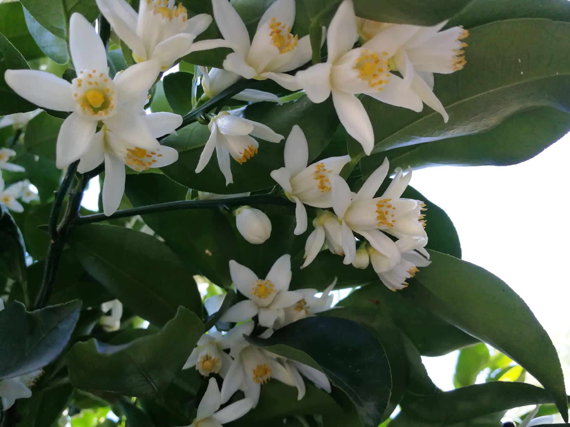 柚子の実の赤ちゃん Secret Box Of Oz 柚子の実の赤ちゃん Secret Box Of Oz