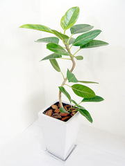 観葉植物フィカス アルテシーマの特徴と育て方 観葉植物ひろば Foliage Plant