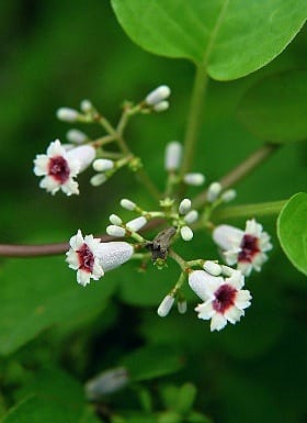 ヘクソカズラで編んだ籠 竹と遊ぼう 伊藤千章の日記 ヘクソカズラで編んだ籠 竹と遊ぼう 伊藤千章の日記