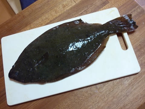ヒラメをさばく 石の上にも三十年