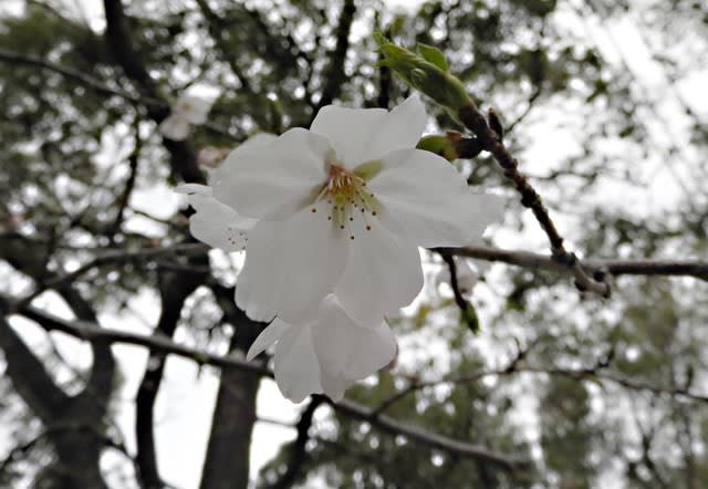 春爛漫清州城桜まつりと味 こく 香りにこだわる清州桜酒造 1 ハイキングとお遍路