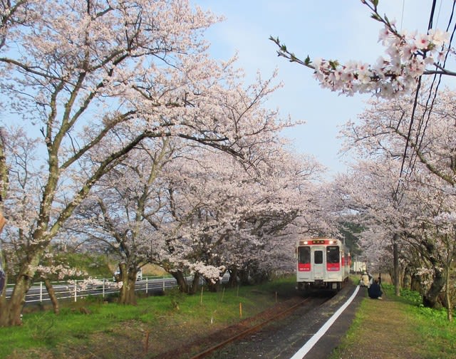 浦ノ崎駅の桜トンネル こんにちは浦田関夫です