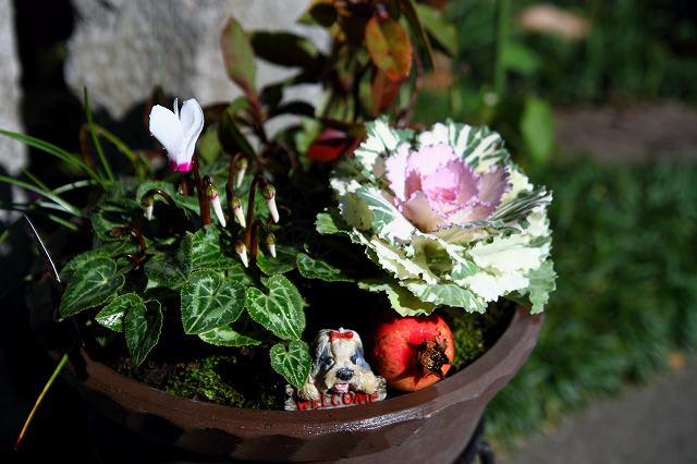寄せ植え ハボタン ミニシクラメン ゴールドクレスト 他 金沢から発信のブログ 風景と花と鳥など