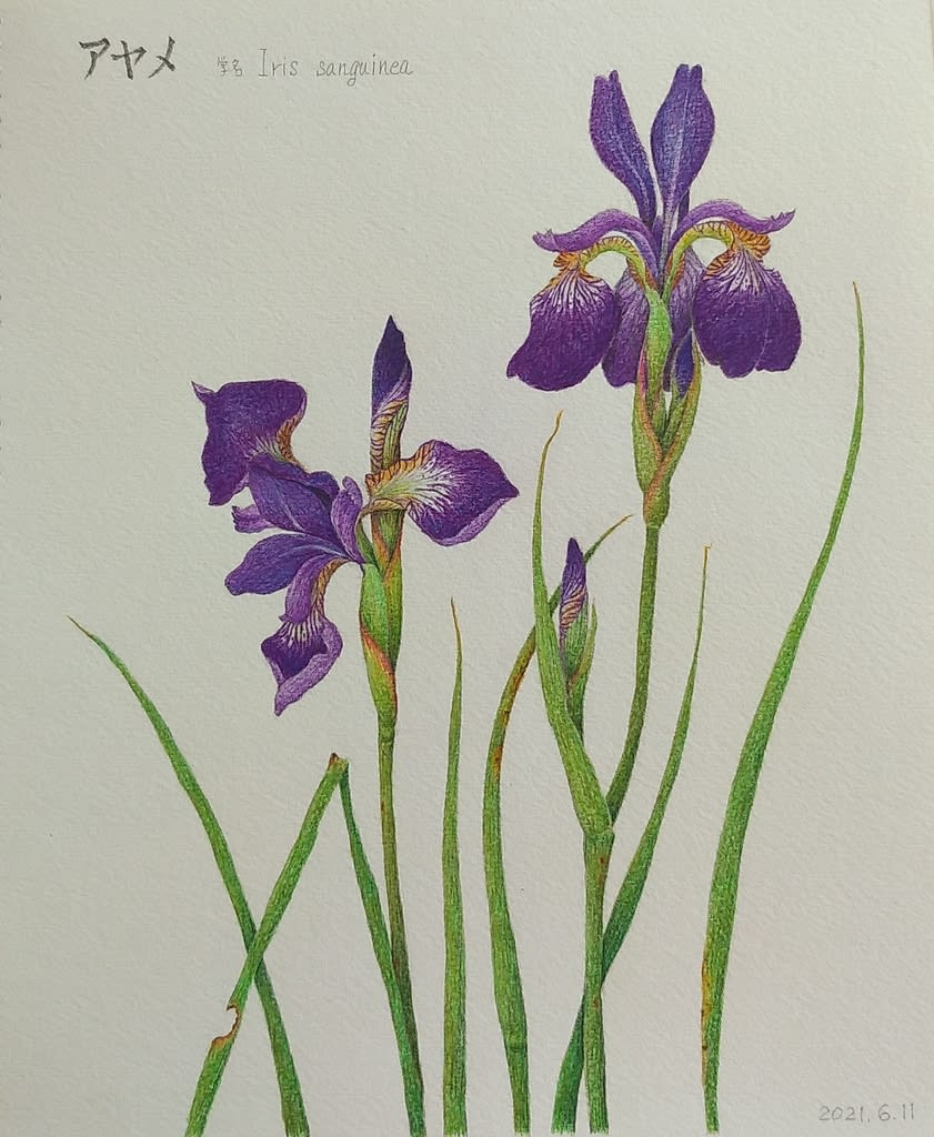 野村陽子 オンシジューム (ピエゾグラフ) AP 植物精密画 ボタニカルアート 野村陽子 オンシジューム (ピエゾグラフ) AP 植物精密画