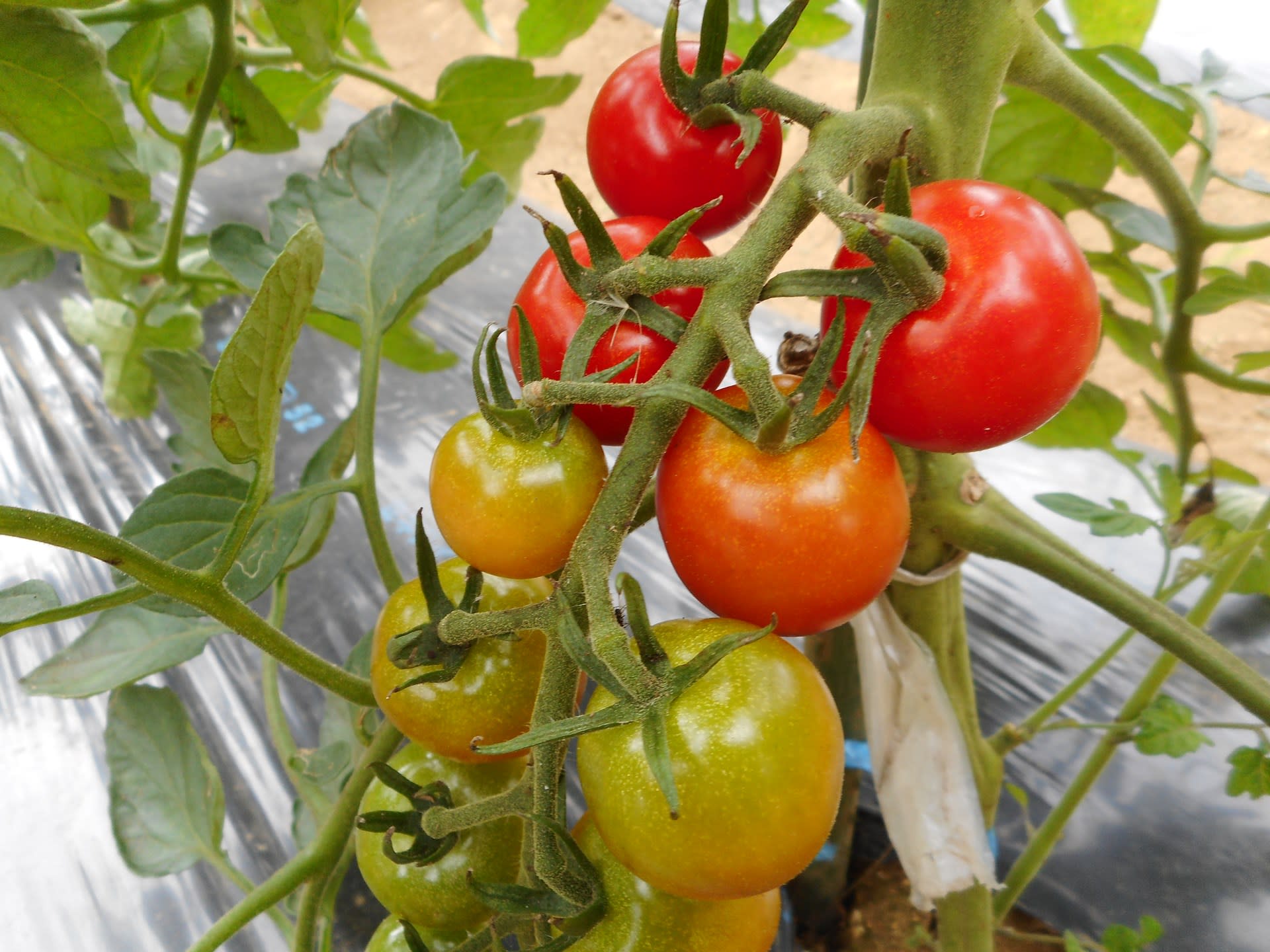 ミニトマト色づき始めました やまだ体験農園ブログ