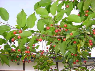 ソヨゴ 冬青 Peaの植物図鑑