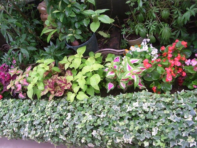 夏花壇を コリウス でカラフルに Mikanのブログ