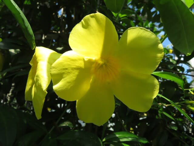 あでやかな黄色の花をたくさん咲かせるつる性の アリアケカズラ 熱帯植物シリーズ 09 野の花 庭の花