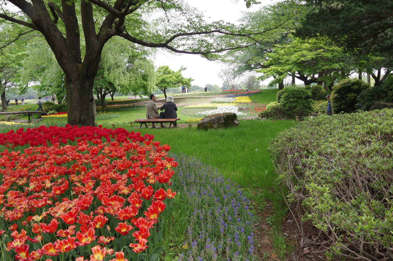 暫くぶりのレンゲに 於 昭和記念公園 野草散策でみつけたワンピース