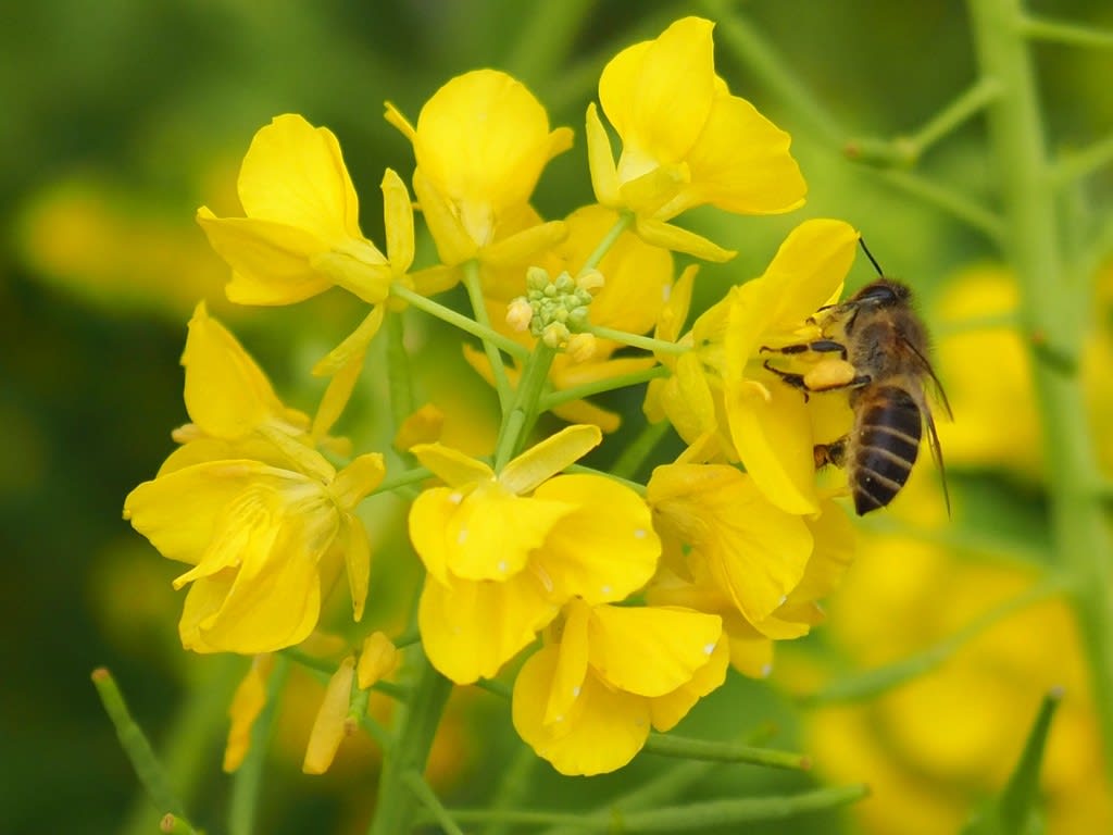 「植物と昆虫」のブログ記事一覧 多摩の鳥・花・虫と街の風景など