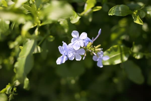 ルリマツリ ジャスミンの花に似た青い花は10月23日の誕生花 Aiグッチ のつぶやき Post Like Ai Tweets