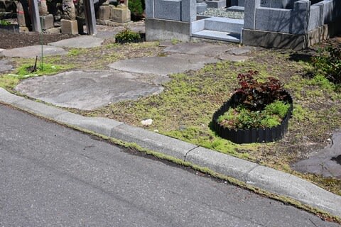 コキア大発生 たからひかり薔薇が咲く コキア大発生 たからひかり薔薇が咲く