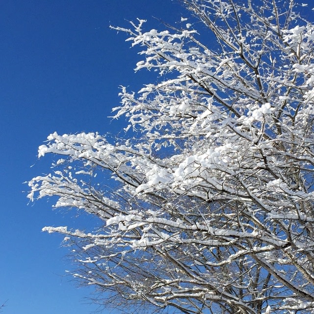 桜の木他