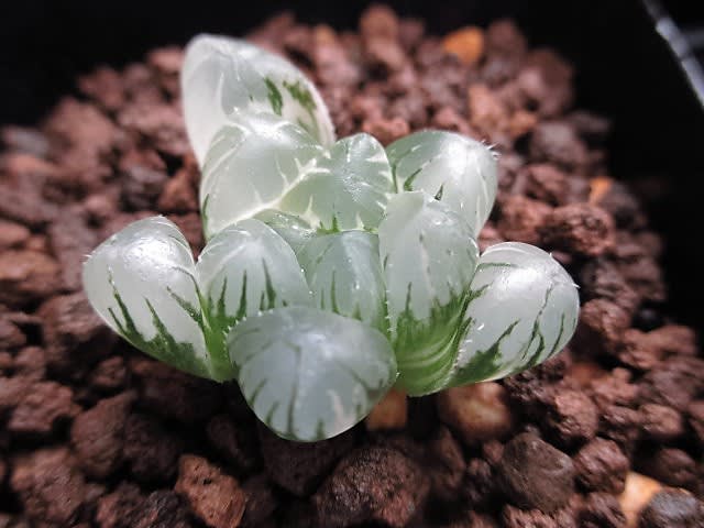 成長記録 ハオルチア 夏まつり 紫オブツーサ Na Mob3 実生苗 my favorite plants