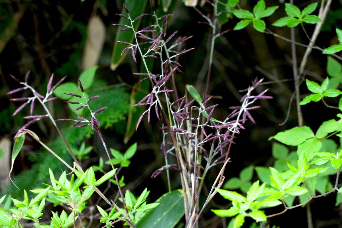 １２０年に一度咲く花 スズタケの花 が咲いています 自然を求めて近辺ぶらり