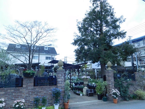 園芸店を巡って 東京都小金井市にある大型園芸店 タカハシ プランツ に行ってきました 日向で雪遊び