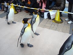 海遊館、ペンギンパレード
