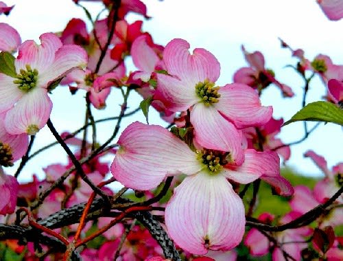 春の花木 花びらがない花のハナミズキ アケビ 他 花と徒然なるままに