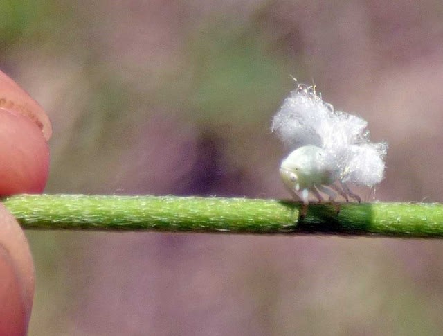白い羽衣をまとった虫の正体 アオバハゴロモ 青羽羽衣 の幼虫 温泉ドラえもんのブログ