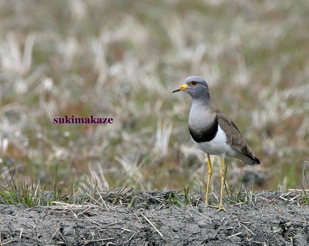 田んぼの鳥達 5 - 里山の鳥たち 田んぼの鳥達 5 - 里山の鳥たち