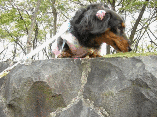 ココママ日記 ママ流