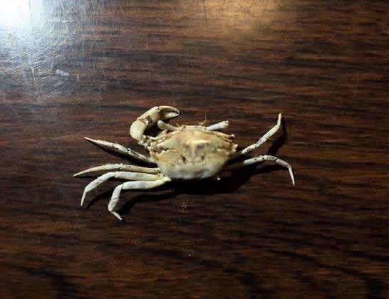 生物屋学生の日記