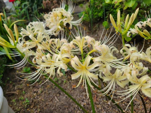 一週遅れ - 小村俊美blog～心・街・釣り・そして日々～