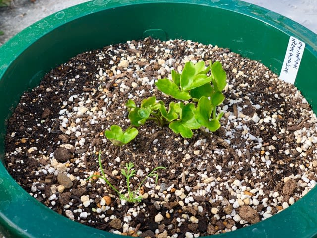 ラナンキュラス ラックスの植え付け成功と種まき苗の定植 雑木と宿根草とクレマチスの小さな庭づくり