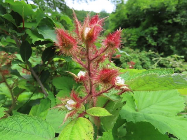 高ボッチ高原・鉢伏山で最近咲いている花　エビガライチゴ（海老殻苺）