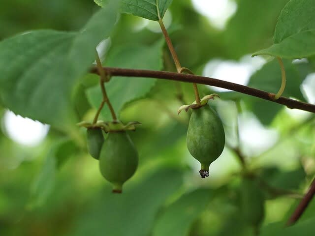果実 実 木本 草本 季節毎に花を訪ねて