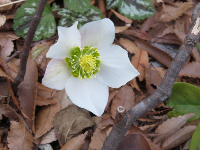白がひときわ清楚な「クリスマスローズ」 - 野の花 庭の花