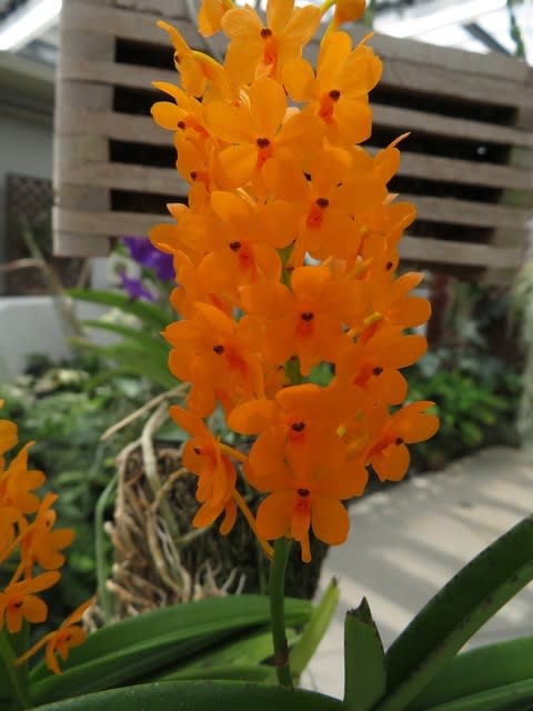 オレンジ色の可愛い花がびっしりとつく豪華なラン アスコセントラム ミニアタム 蘭シリーズ 106 野の花 庭の花