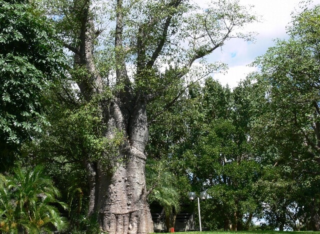 これも変った大きな木だ。バオバブの木