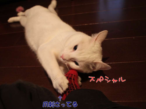 猫をかぶってる犬かもしれない ぼくらはみんないきている 猫をかぶってる犬かもしれない ぼくらはみんないきている