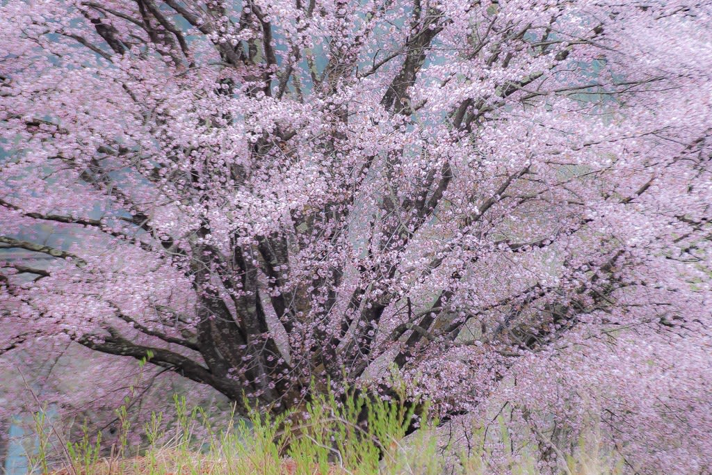 天王桜の写真