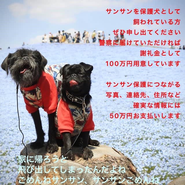 サンサンが迷子になり一年 謝礼金150万円にします 黒パグとベルジアングリフォン ｐｂ