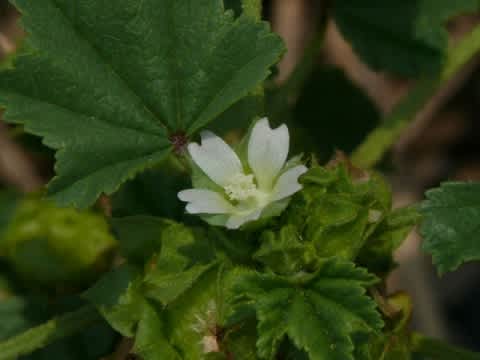 HAYASHI-NO-KO