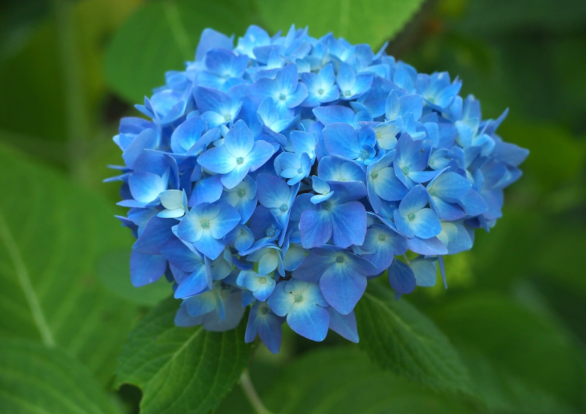 紫陽花色づきはじめ 京都で定年後生活