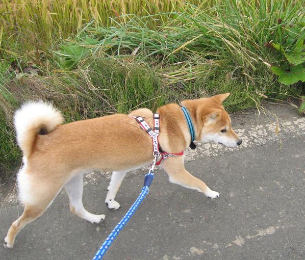 地球の長い柴 しばりんぐ雑記帖