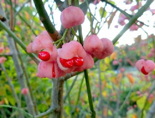 秋の花木の実 マユミ ツルウメモドキ コマユミ ニシキギ アオツヅラフジ 他 花と徒然なるままに