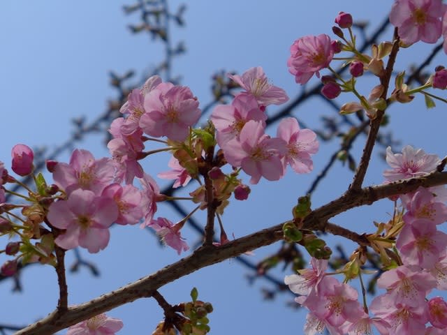 カワヅザクラ