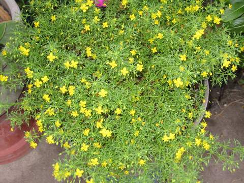 リトルチュチュ 花との出会いで癒されています