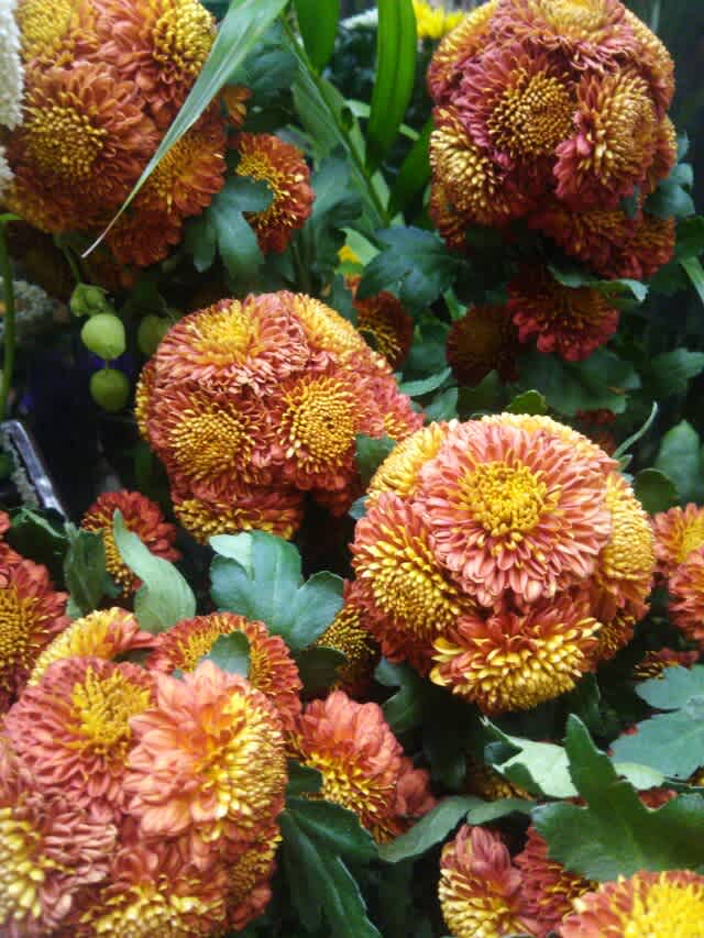 お初にお目にかかる花 八ヶ岳で花いじり