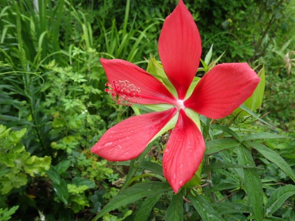 モミジアオイ ハイビスカスに似たこの花は10月21日の誕生花 Aiグッチ のつぶやき