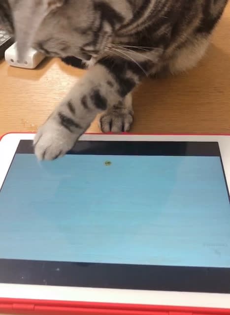 猫が喜ぶ動画を見せてみた Gooブログはじめました