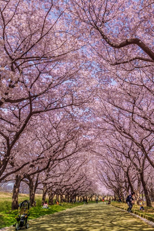 川越水上公園の桜 今日という日は