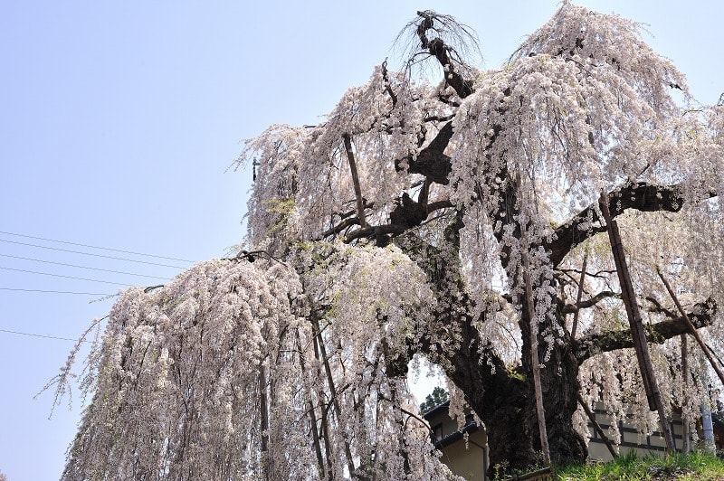 安養寺の柳桜 - To Taste ～ I Love Nikkor with Friends