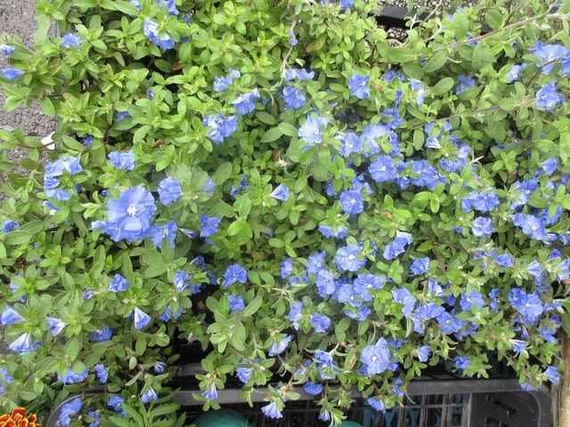 アメリカンブルー苗を入荷致しました 花壇植え用 神奈川県 茅ケ崎市の花屋 さんこう生花店 のgooブログ